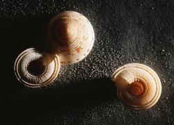 Oryginalny obrazek