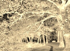 Sepia + Negatyw