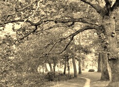 Szary + Sepia
