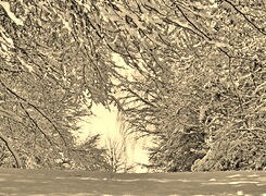 Szary + Sepia