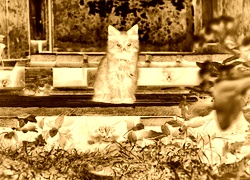 Sepia + Negatyw