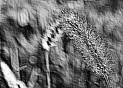 Skamielina
