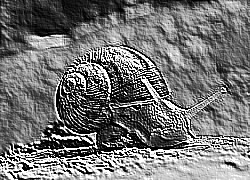 Skamielina
