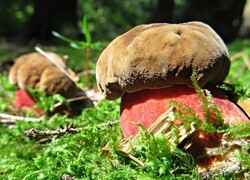 Oryginalny obrazek