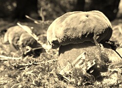 Szary + Sepia