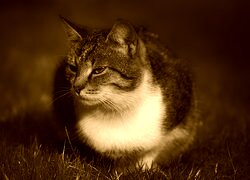 Sepia