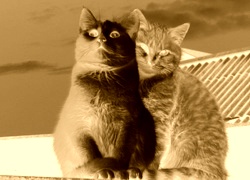 Sepia + Negatyw
