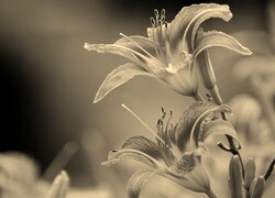 Szary + Sepia