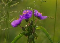 Oryginalny obrazek