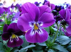 Oryginalny obrazek