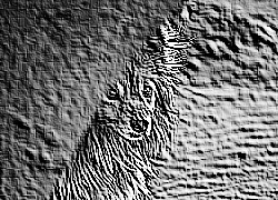 Skamielina