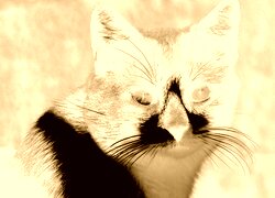 Sepia + Negatyw