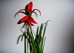Oryginalny obrazek