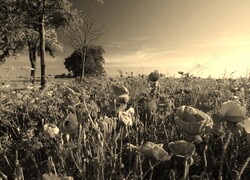 Szary + Sepia