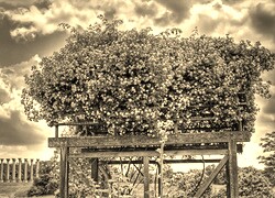 Szary + Sepia