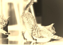 Sepia + Negatyw