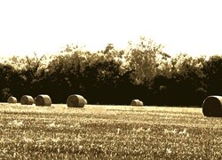 Oryginalny obrazek