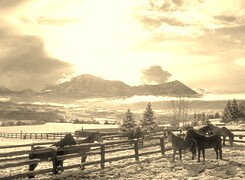 Szary + Sepia