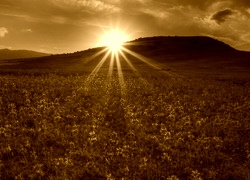 Sepia
