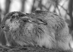 Szary