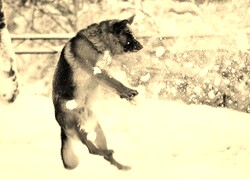 Szary + Sepia