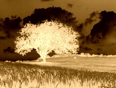 Sepia + Negatyw