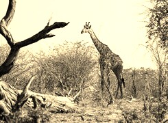 Szary + Sepia