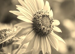 Sepia