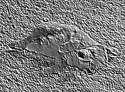 Skamielina