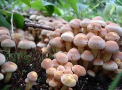 Oryginalny obrazek