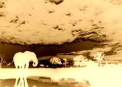 Sepia + Negatyw