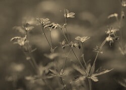 Szary + Sepia