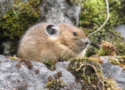 Oryginalny obrazek