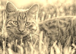 Sepia