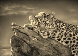 Sepia