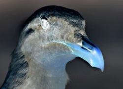 Negatyw