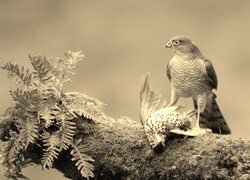 Szary + Sepia