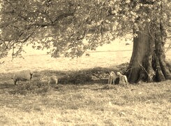 Sepia