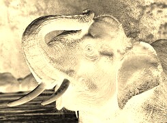 Sepia + Negatyw