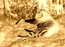 Sepia + Negatyw