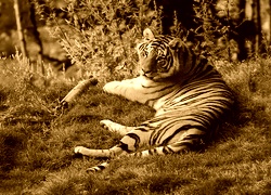 Sepia