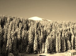 Szary + Sepia
