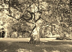 Szary + Sepia