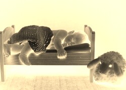 Sepia + Negatyw