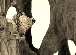 Szary + Sepia