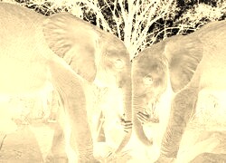 Sepia + Negatyw