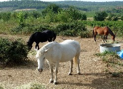 Oryginalny obrazek
