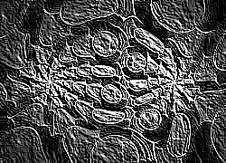 Skamielina
