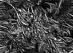 Skamielina