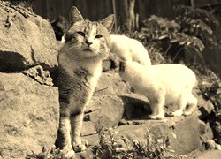 Szary + Sepia